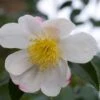 Camelia (Camellia Sasanqua 'Hino De Gumo') -Directplant Winkel moja01077 1