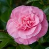 Camelia (Camellia Japonica 'Marie Bracey') -Directplant Winkel moja01193 1