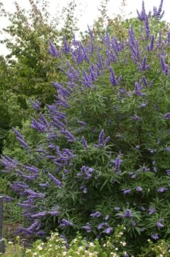 Monikkenpeper (Vitex Agnus-castus) -Directplant Winkel moja02396