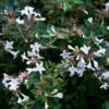Abelia Op Rek (Abelia Grandiflora) -Directplant Winkel moja02790