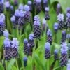Kaboutermutsjes (Muscari Latifolium) -Directplant Winkel muscari latifolium 14