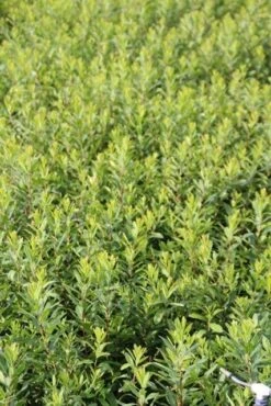Gagel (Myrica Gale) -Directplant Winkel myrica gale 1