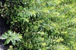 Gagel (Myrica Gale) -Directplant Winkel myrica gale 2