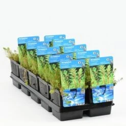 Diamantkruid (Myriophyllum 'Red Stem') -Directplant Winkel myriophyllum red stem 20180425103814 2