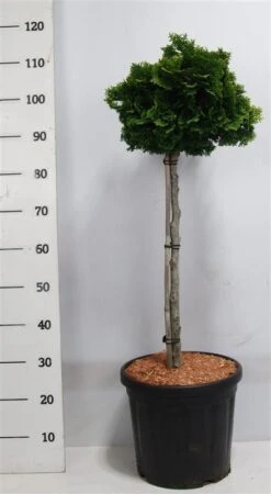 Dwergcypres Op Stam (Chamaecyparis Obtusa 'Nana Gracilis') -Directplant Winkel nanagracilis
