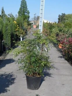 Hemelse Bamboe (Nandina Domestica) -Directplant Winkel nandina domestica 100 125 c35