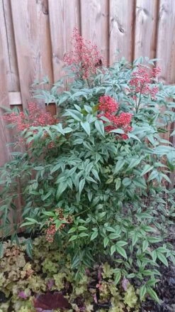 Hemelse Bamboe (Nandina Domestica) -Directplant Winkel nandina domestica 1