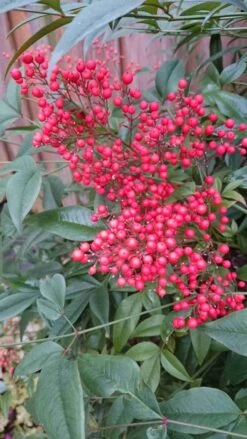 Hemelse Bamboe (Nandina Domestica) -Directplant Winkel nandina domestica 3