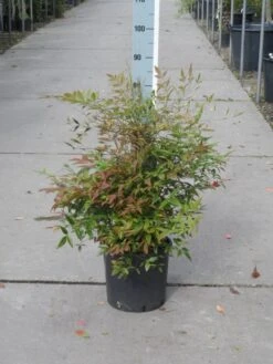 Hemelse Bamboe (Nandina Domestica) -Directplant Winkel nandina domestica 50 60 c10