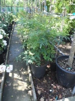 Hemelse Bamboe (Nandina Domestica) -Directplant Winkel nandina domestica 60 80 c15 18