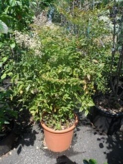 Hemelse Bamboe (Nandina Domestica) -Directplant Winkel nandina domestica 80 100 c25