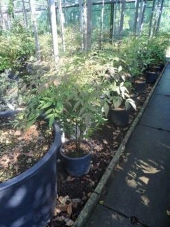 Hemelse Bamboe (Nandina Domestica) -Directplant Winkel nandina domestica c5