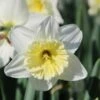 Narcis (Narcissus 'Ice Follies') -Directplant Winkel narcissus icefollies 3