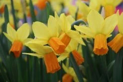 Narcis (Narcissus 'Jetfire') 5 Narcis (Narcissus 'Jetfire') -Directplant Winkel narcissus jetfire 15 1