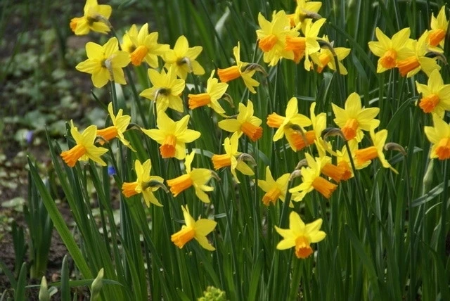 Narcis (Narcissus 'Jetfire') 3 Narcis (Narcissus 'Jetfire')