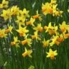 Narcis (Narcissus 'Jetfire') -Directplant Winkel narcissus jetfire 5