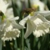 Narcis (Narcissus 'Mount Hood') -Directplant Winkel narcissus mounthood 1