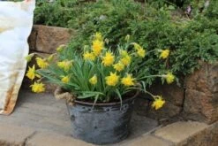 Narcis (Narcissus 'Rip Van Winkle') -Directplant Winkel narcissus ripvanwinkle 1 1