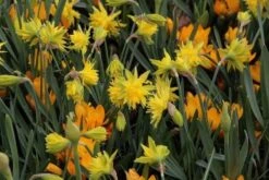 Narcis (Narcissus 'Rip Van Winkle') -Directplant Winkel narcissus ripvanwinkle 6 1