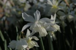Narcis (Narcissus 'Thalia') 5 Narcis (Narcissus 'Thalia') -Directplant Winkel narcissus thalia 5 1