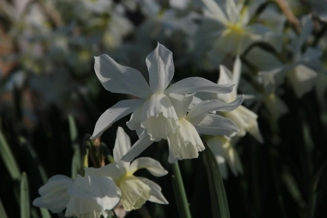 Narcis (Narcissus 'Thalia') 4 Narcis (Narcissus 'Thalia') - Afbeelding 2