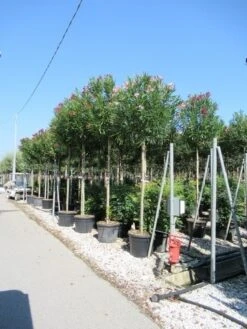 Oleander Als Boom (Nerium Oleander) -Directplant Winkel nerium