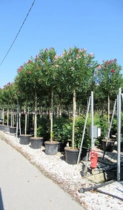 Oleander Als Boom (Nerium Oleander) -Directplant Winkel nerium 10 12 2 2