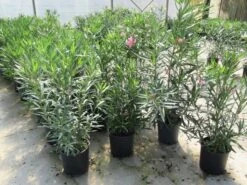 Roze Oleander (Nerium Oleander) 13 Roze Oleander (Nerium Oleander) -Directplant Winkel nerium 60 80 1