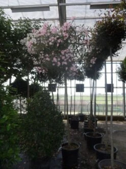 Oleander Als Boom (Nerium Oleander) -Directplant Winkel nerium oleander 10 12 14ho c70 2