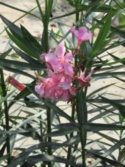Roze Oleander (Nerium Oleander) 14 Roze Oleander (Nerium Oleander) -Directplant Winkel nerium roze 1