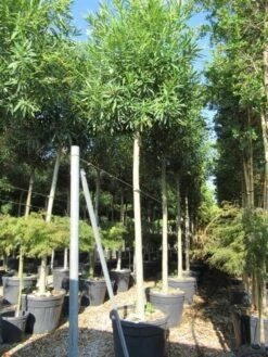 Oleander Als Boom (Nerium Oleander) -Directplant Winkel nerium stam 2