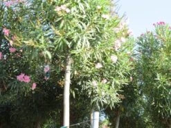 Oleander Als Boom (Nerium Oleander) -Directplant Winkel nerium stam 3 1