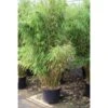 Niet Woekerende Bamboe (Fargesia Robusta 'Campbell') -Directplant Winkel niet woekerende bamboe fargesia robusta 33930 435 1