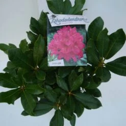 Rhododendron (Rhododendron 'Nova Zembla') -Directplant Winkel nova zembla c5 boven 3