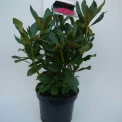 Rhododendron (Rhododendron 'Nova Zembla') -Directplant Winkel nova zembla c5 voor 2