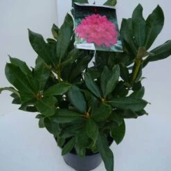 Rhododendron (Rhododendron 'Nova Zembla') -Directplant Winkel nova zembla c5 zij 3