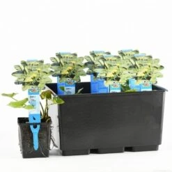 Gele Plomp (Nuphar Lutea) -Directplant Winkel nuphar lutea 20170630103032