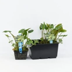 Gele Plomp (Nuphar Lutea) -Directplant Winkel nuphar lutea 3l. 20180409115529