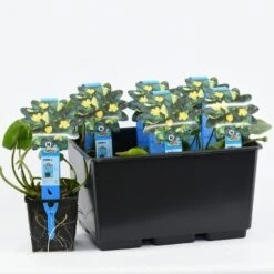 Gele Plomp (Nuphar Lutea) -Directplant Winkel nuphar lutea variegata 20180404193138