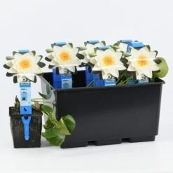 Waterlelie (Nymphaea 'Alba') 8 Waterlelie (Nymphaea 'Alba') -Directplant Winkel nymphaea alba 20180404185113
