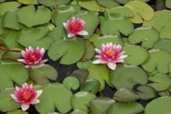 Waterlelie (Nymphaea 'Attraction') -Directplant Winkel nymphaea attraction 2