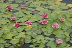 Waterlelie (Nymphaea 'Attraction') -Directplant Winkel nymphaea attraction 3