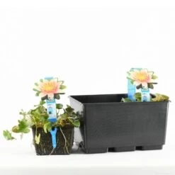 Waterlelie (Nymphaea 'Aurora') -Directplant Winkel nymphaea aurora tb