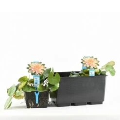 Waterlelie (Nymphaea 'Colorado') -Directplant Winkel nymphaea colorado tb