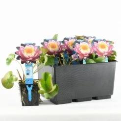 Waterlelie Fabiola (Nymphea 'Fabiola') 9 Waterlelie Fabiola (Nymphea 'Fabiola') -Directplant Winkel nymphaea fabiola 20170629101935