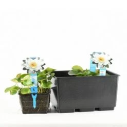 Waterlelie (Nymphaea 'Gladstoniana') -Directplant Winkel nymphaea gladstoniana 20170630102317