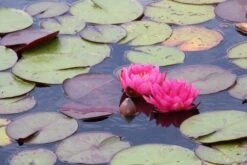 Waterlelie (Nymphaea 'James Brydon') -Directplant Winkel nymphaea james brydon 1