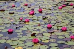 Waterlelie (Nymphaea 'James Brydon') -Directplant Winkel nymphaea james brydon 2
