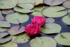 Waterlelie (Nymphaea 'James Brydon') -Directplant Winkel nymphaea james brydon 3