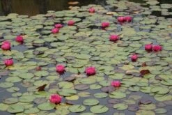 Waterlelie (Nymphaea 'James Brydon') -Directplant Winkel nymphaea james brydon 4